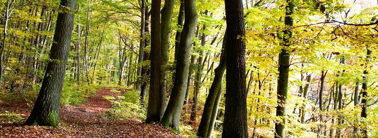 Friedlicher Waldweg - Symbolbild für Ihren Weg zur inneren Ruhe